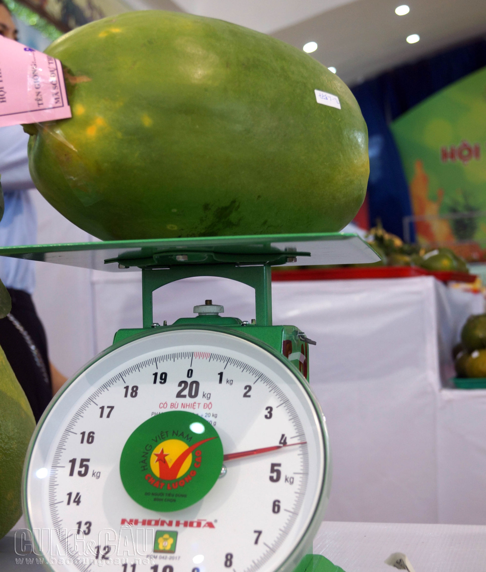 Đu đủ Thái, trái to nặng khoảng 4,5kg, năng suất giống đu đủ này cao hơn khoảng 2,5 lần so với các giống đu đủ thông thường.