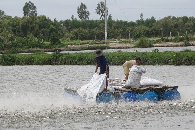 Nuôi cá tra giống ở Đồng bằng sông Cửu Long.
