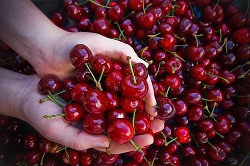 Cherry Mỹ nhập khẩu là mặt hàng đắt khách tại Việt Nam (Ảnh minh họa: Internet)