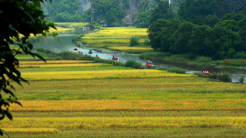 Những đoàn thuyền nối đuôi nhau đưa khách đi tham quan vào sáng sớm. Ảnh: VietNamNet