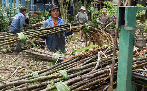 Ngành mía đường đang gặp nhiều khó khăn, vì đường buôn lậu và lượng đường tồn kho lớn. Ảnh: VOV  