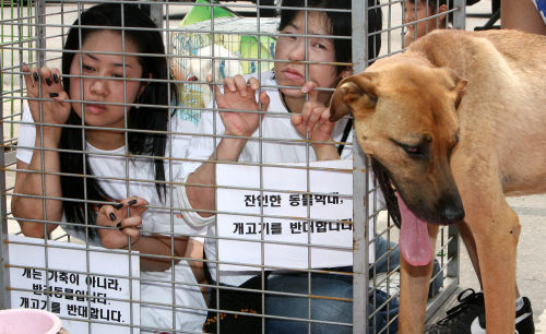 Người Hàn Quốc trong một cuộc biểu tình kêu gọi không ăn thịt chó.