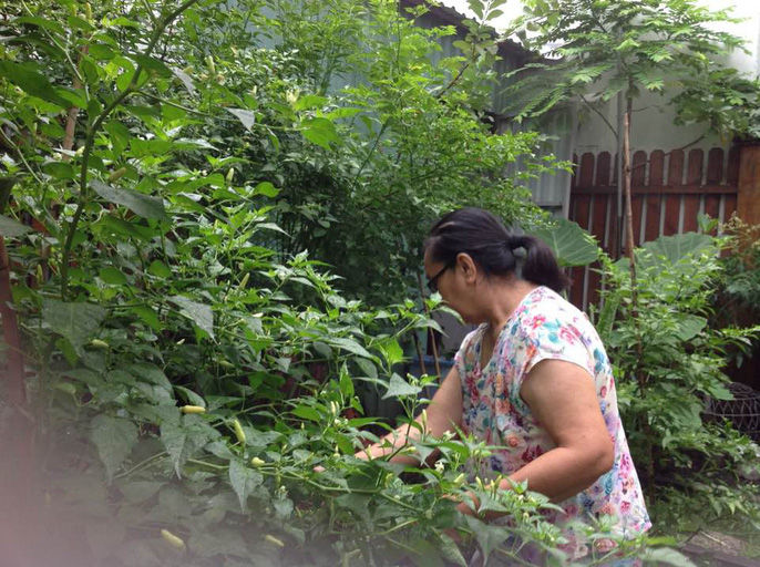 Cũng như những người nông dân khác, mẹ của Tăng Thanh Hà rất thích thú khoe thành quả sau thời gian ươm trồng, chăm sóc.