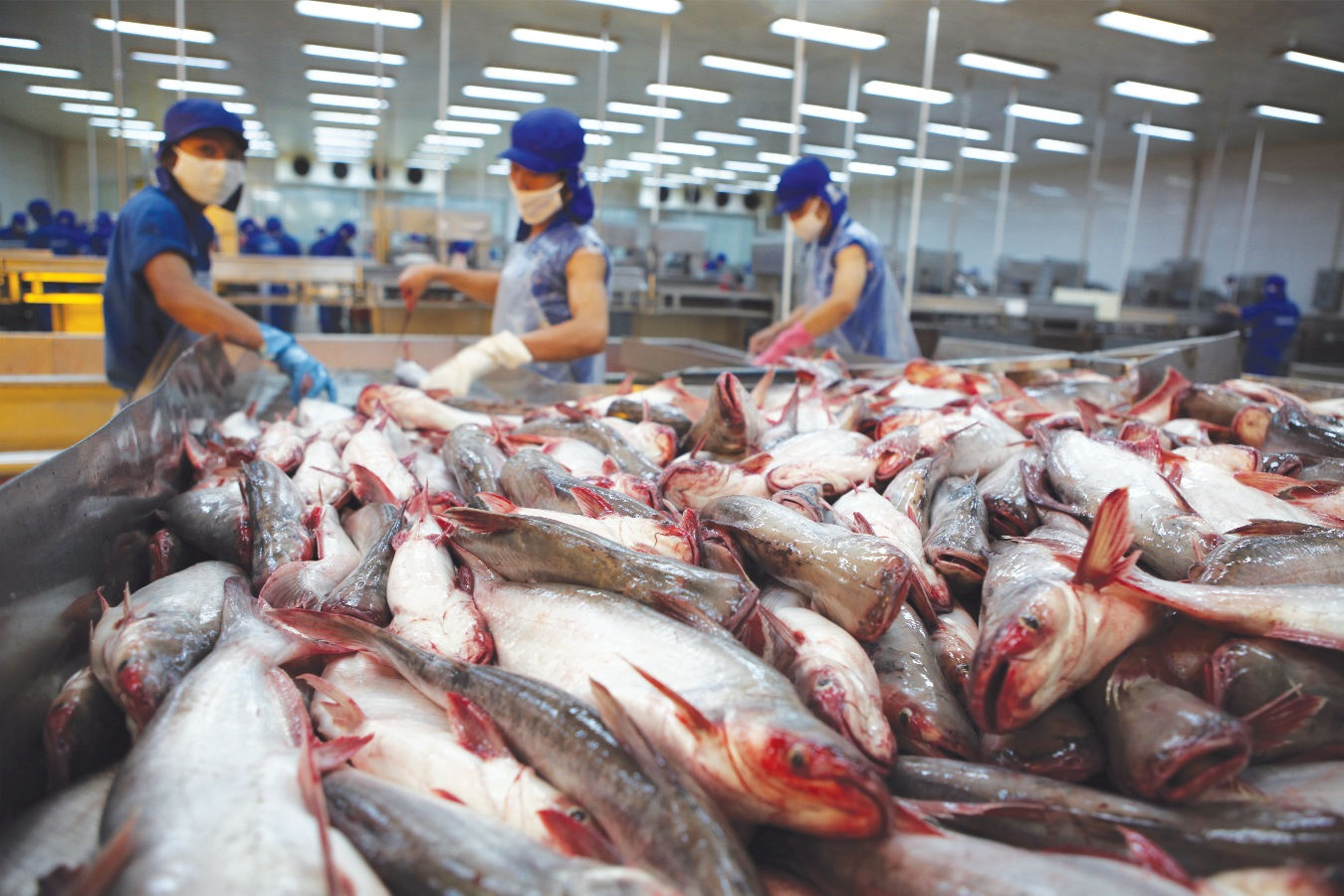 Mỹ sẽ tăng cường kiểm định cá da trơn của Việt Nam