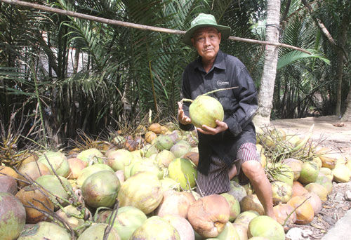 Xuất khẩu các sản phẩm từ dừa của Bến Tre gặp khó khăn do phụ thuộc vào thị trường Trung Quốc.   