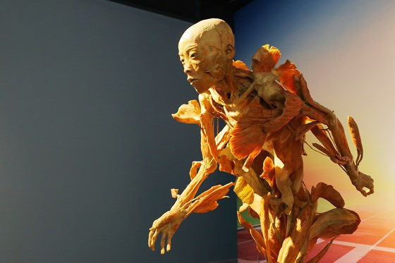 Mẫu vật trưng bày tại triển lãm. Ảnh: SGGP.
