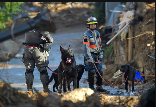 Đội chó nghiệp vụ cũng tham gia vào cuộc tìm kiếm những nạn nhân còn mất tích ở thị trấn Kumano, thành phố Hiroshima.  