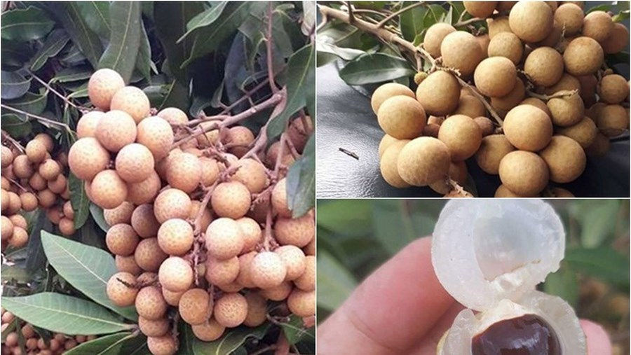 Nhãn xuồng đầu mùa đang được bán với mức giá cao từ 60.000 – 70.000/kg. Ảnh minh họa (nguồn Internet).