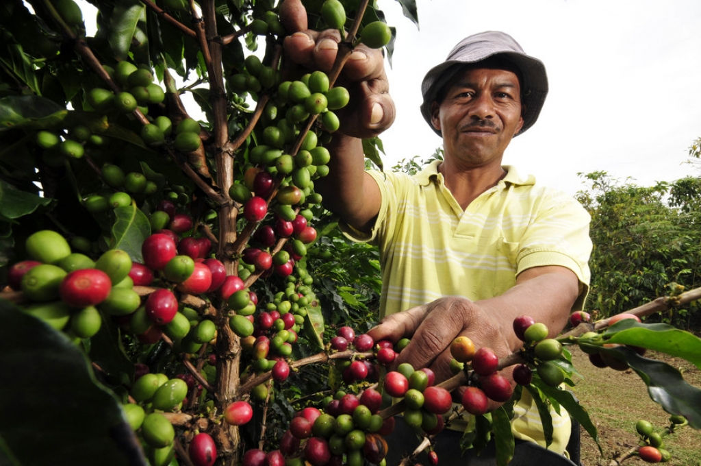 Hạn hán có thể ảnh hưởng tới sản lượng cà phê và mía của Brazil ở năm tới. (Ảnh minh họa)  