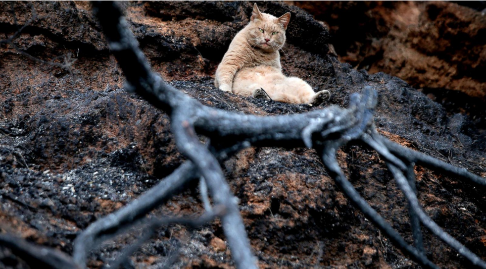   Một con mèo nằm trên đóng tro tàn do hậu quả của cháy để lại.  