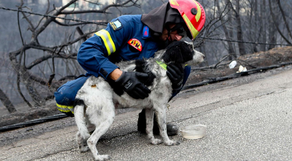   Lính cứu hỏa tìm thấy một chú chó sống sót trong ngôi nhà đang cháy ở Mati phía đông của Athens, Hy lạp.  