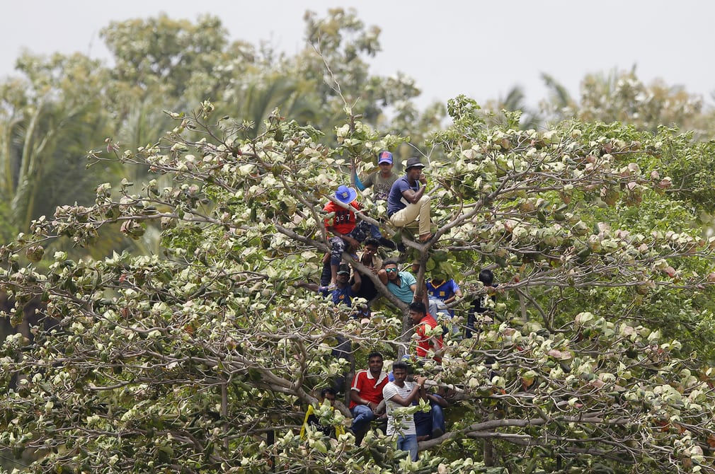   Người hâm mộ Cricket ngồi trên cây để xem trận đấu giữa Sri Lanka và Nam Phi.  