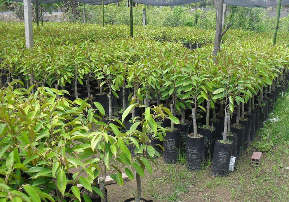 Ngành nông nghiệp Đồng Nai khuyến cáo người dân không ồ ạt tăng diện tích sầu riêng, chỉ trồng loại cây này tại những nơi có điều kiện tự nhiên phù hợp.   