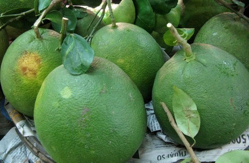 Bưởi da xanh được mọi người vô cùng yêu thích bởi hương vị thơm ngon và rất nhiều dưỡng chất tốt cho sức khỏe. Ảnh minh họa (nguồn Internet).