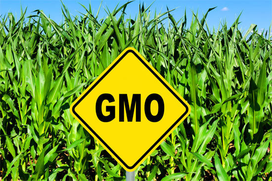 GMO có thể sẽ là chìa khóa cho vấn đề đảm bảo an ninh lương thực toàn cầu.