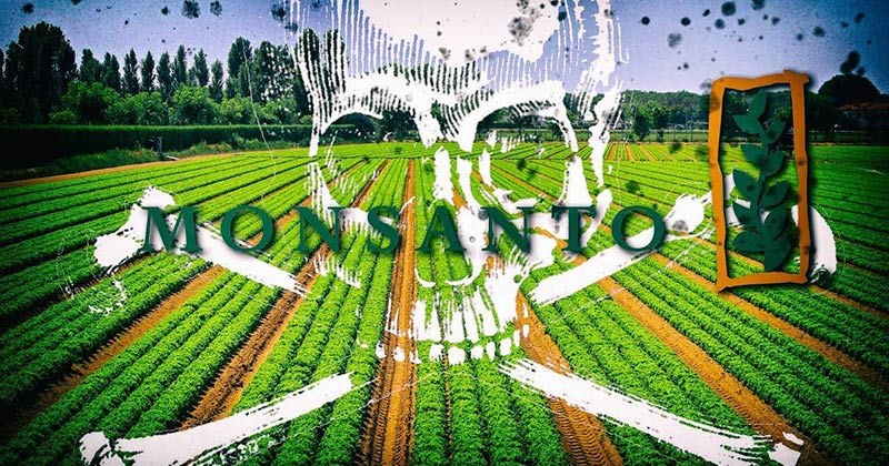 Monsanto bị cáo buộc không đưa ra cảnh báo gây ung thư.