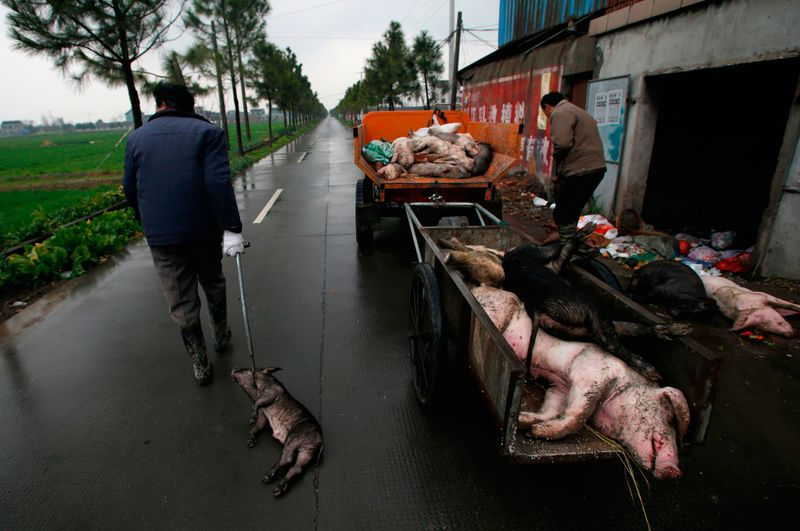 Dân làng thu thập heo chết ở tỉnh Chiết Giang tháng 3/2013. Ảnh: AFP