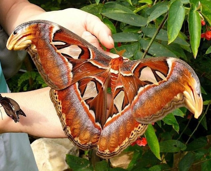 Gặp gỡ loài bướm đêm Attacus Atlas, một trong những loài bướm đêm lớn nhất có thể tìm thấy trên hành tinh của chúng ta!
