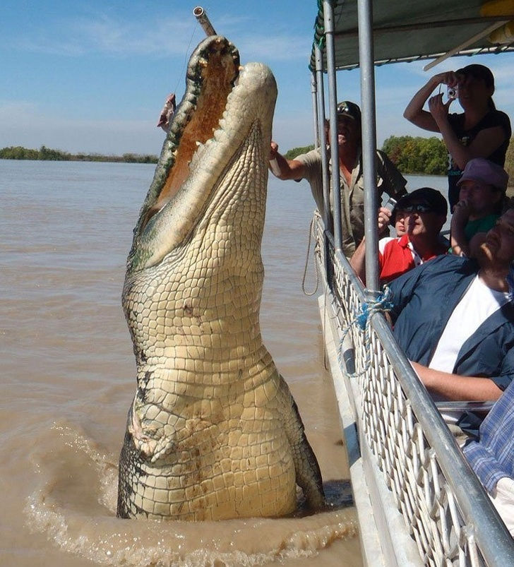 Gặp Brutus, một con cá sấu dài gần 17m được cho là đã 80 tuổi! Con vật khổng lồ này đã gây 