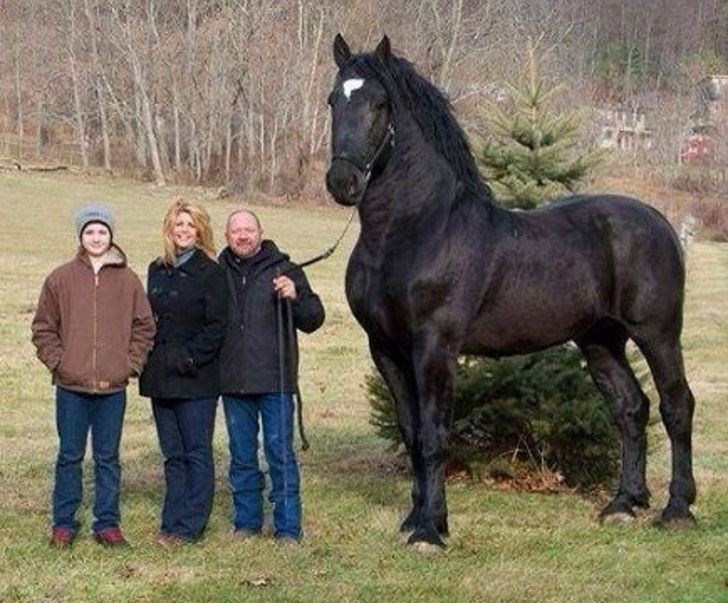 Ngựa Percheron nổi tiếng với chiều cao đáng kinh ngạc của chúng. Con ngựa này thể hiện sức mạnh, ân sủng và vẻ đẹp, phải không?
