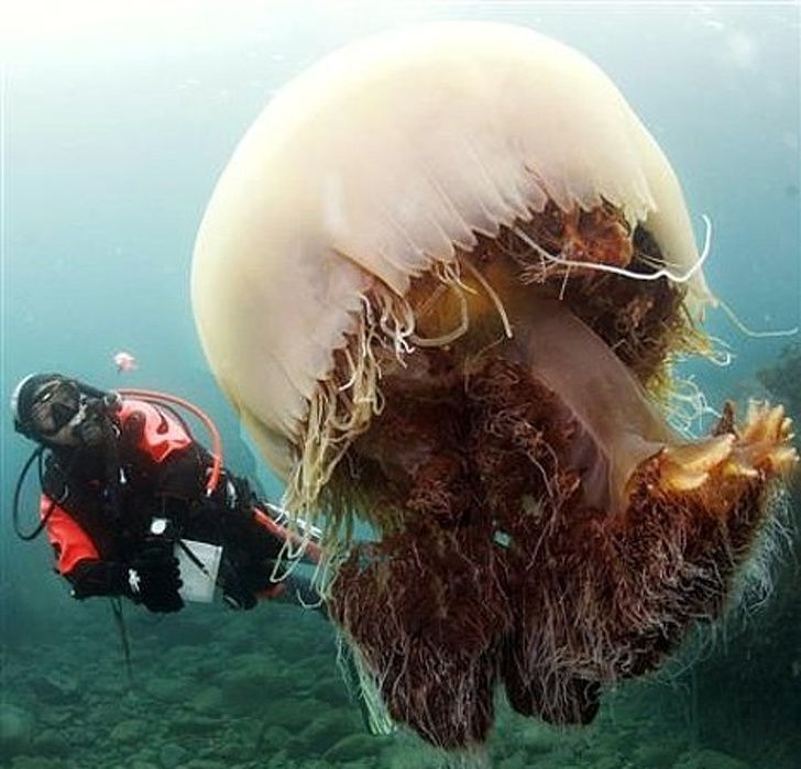   Sứa Nomura là một trong những con sứa lớn nhất thế giới. Kích thước của một con sứa trưởng thành lớn hơn chiều cao của người bình thường.  