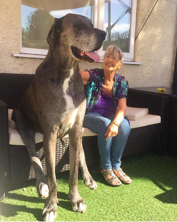 Đây là Freddy, con chó cao nhất thế giới và hiện đang giữ kỷ lục Guinness với kích thước to lớn của mình!