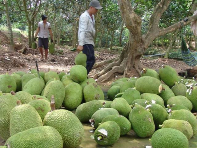 Giá mít Thái siêu sớm ở miền Tây bất ngờ tăng mạnh.