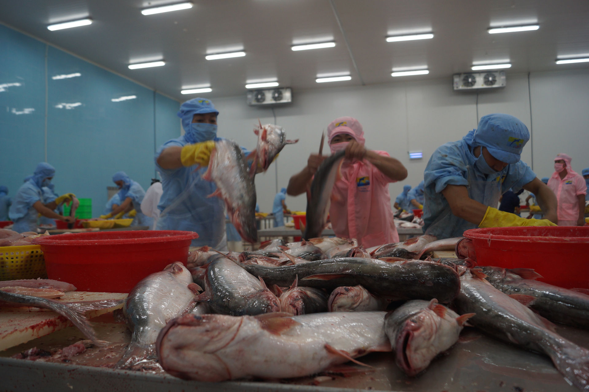 Nếu được công nhận hệ thống kiểm tra cá Siluriformes ở Việt Nam tương đương với hệ thống của Mỹ, cá tra xuất khẩu vào Mỹ sẽ có những lợi thế nhất định.