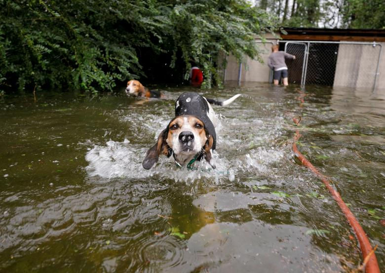   Những chú chó mừng rỡ sau khi được giải cứu ở Leland, Bắc Carolina. Ảnh: Reuters  