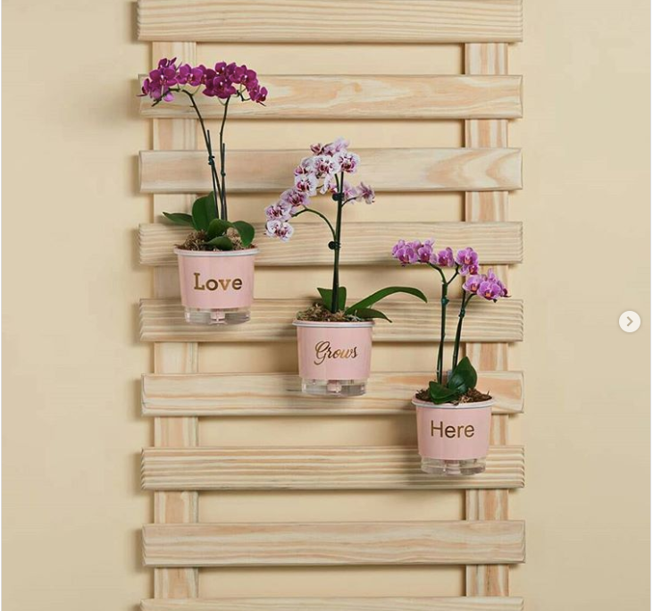 Giải pháp: Một khu vườn thẳng đứng: Bạn có thể tạo một khu vực để treo những chậu hoa trên tường giúp tiết kiệm không gian.