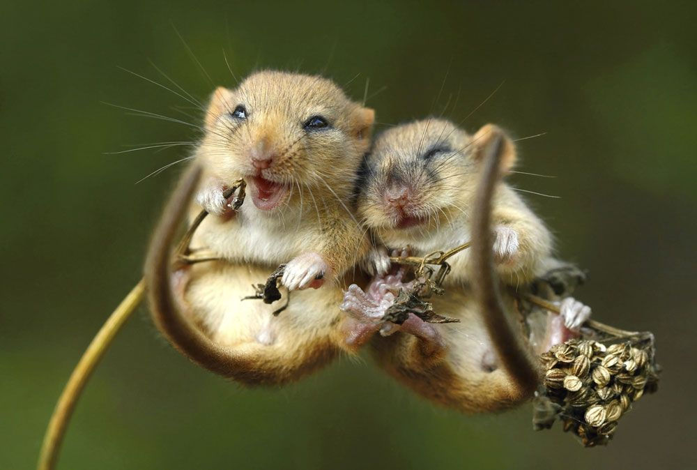 Những chú chuột hạnh phúc nhất hành tinh.