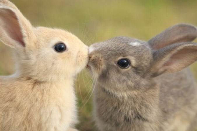Cặp thỏ hạnh phúc