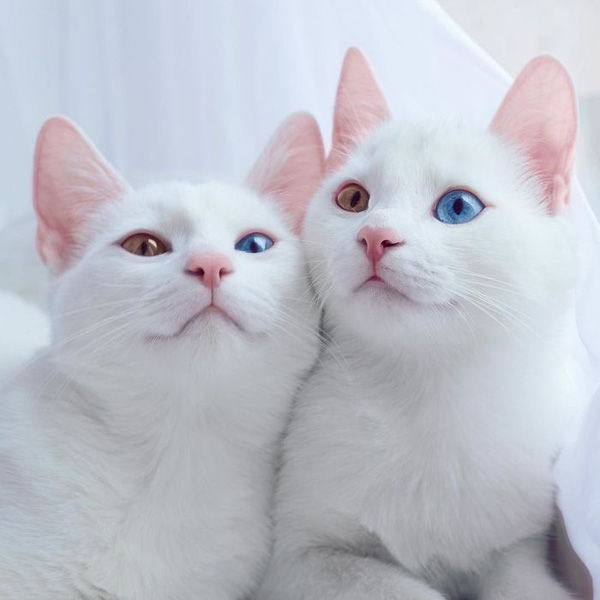 Cặp mèo xinh đẹp