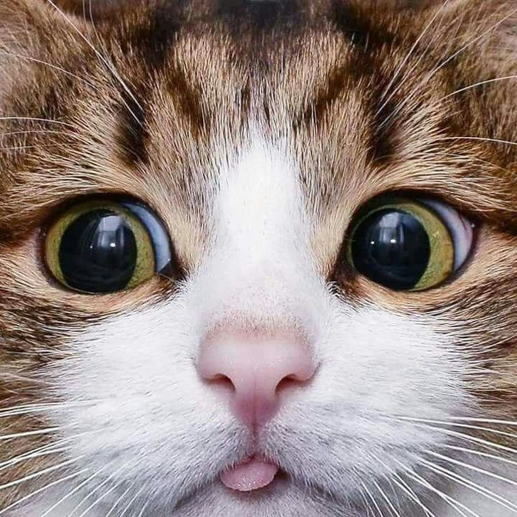 Cô mèo đáng yêu với chiếc lưỡi nhỏ xinh.