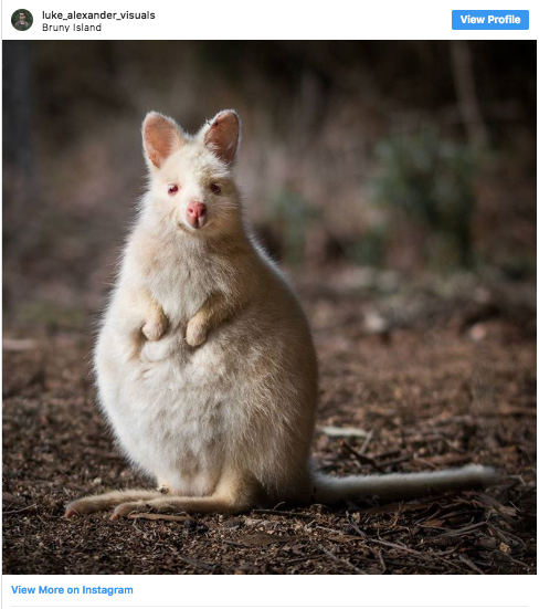 Wallaby Wild Albino chắc chắn sẽ giành chiến thắng trong cuộc thi về những động vật dễ thương nhất hành tinh.