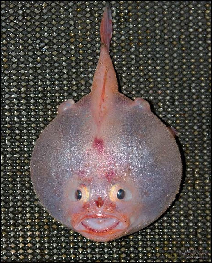 Lamprey là một loài cá biển. Khuôn mặt của chúng chỉ có những người mẹ mới hiểu.