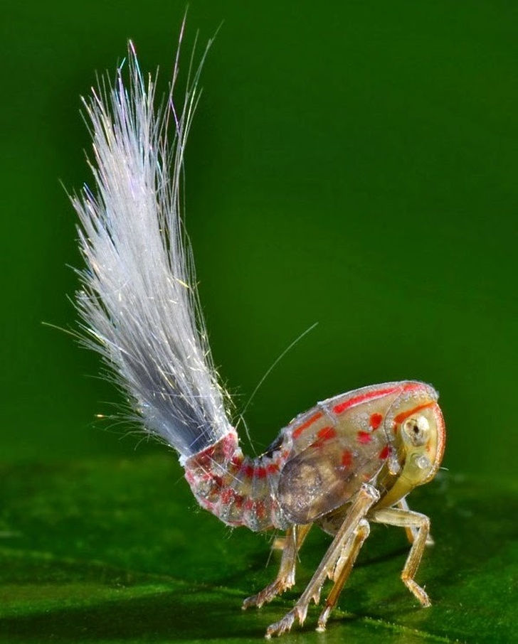 Loại côn trùng này được gọi là Troll-haired Bug. Nó trông giống như là sự kết hợp của loài sâu và cào cào.