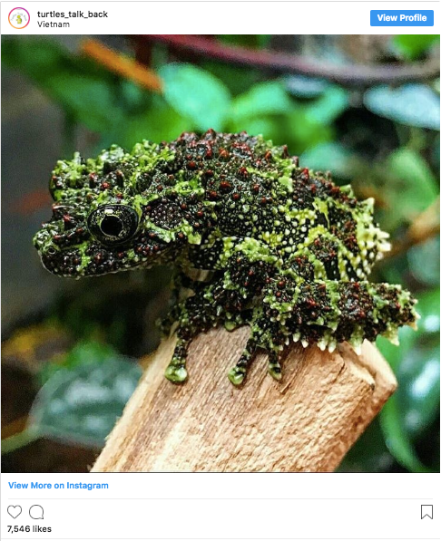Ếch rêu là loài ếch 