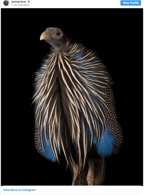 Gà Vulturine Guineafowl với bộ lông rực rỡ.