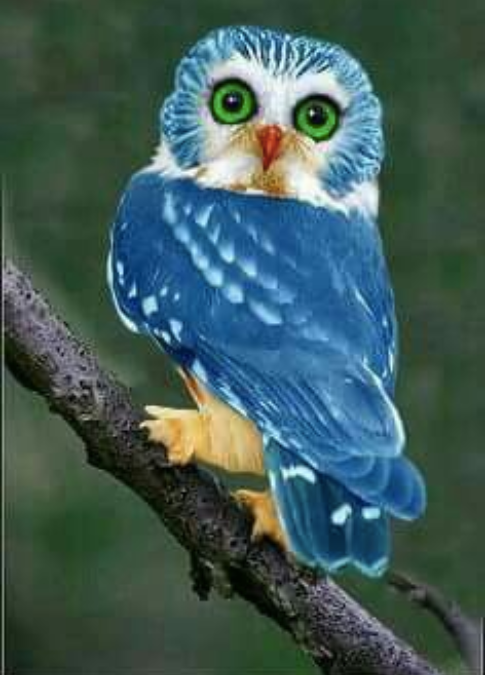 Blue Owl loài cú có lông và mắt với màu xanh mê hoặc.