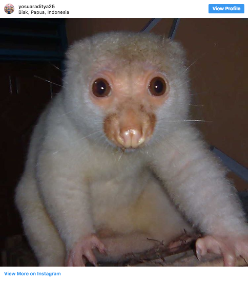 Khó ai biết rằng đây chính là một con chuột túi. Tên của nó là White Cuscus.