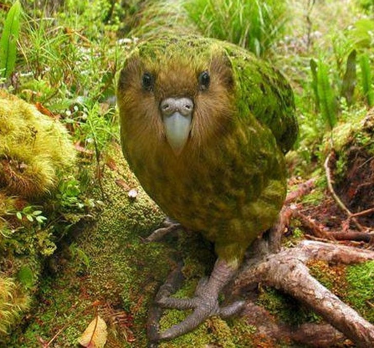 Vẹt khổng lồ Kakapo, sống về đêm nhưng không biết bay. Chúng sống tại New Zealand.