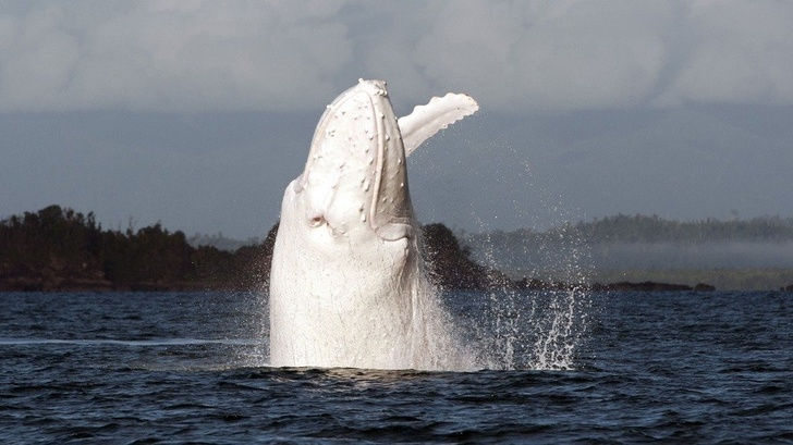 Cá voi Albino hay được gọi là cá voi lưng gù trắng. Cả thế giới mới chỉ có 4 cá thể và đây cũng là tín hiệu tốt cho sự tồn tại của giống cá này. 