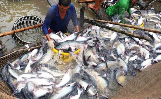 Giá cá tra nguyên liệu trên thị trường của tỉnh An Giang đang ở mức từ 30.000 - 31.500 đồng/kg, tăng từ 3.000 - 4.000 đồng/kg so với những tháng đầu năm 2018.