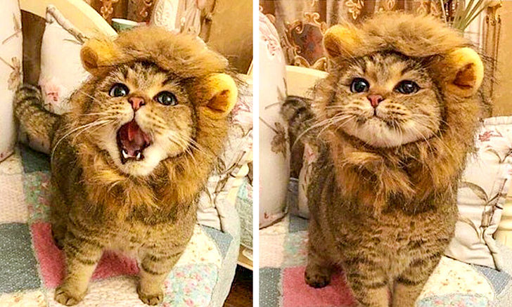 Bạn thấy chú sư tử (mèo con) này có đáng yêu không? Ảnh: Zealous_Chaos/reddit