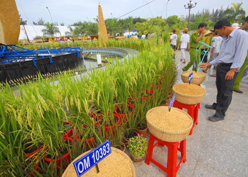 Có ý kiến cho rằng Festival lúa gạo chưa hướng đến mục tiêu thương mại khi không có các hoạt động thu hút các nhà nhập khẩu gạo.