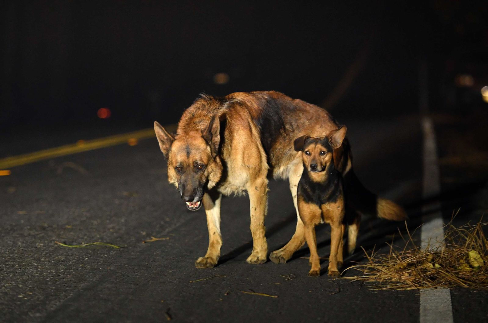   Những chú chó lang thang sau khi một khu phố ở Paradise bị lửa nuốt trọn.  