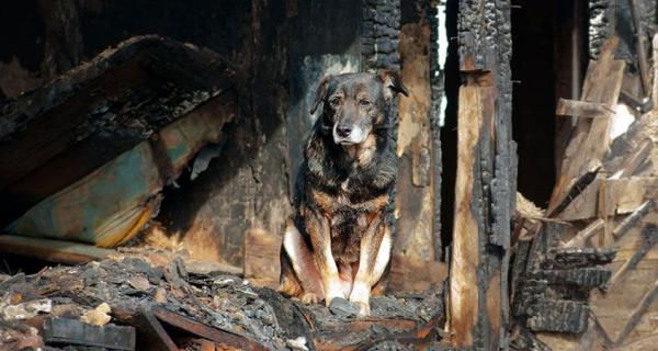 Chú chó này được tìm thấy tại ngôi nhà đã bị hóa thành tro bụi. Nhìn ánh mắt ấy chắc nó đang đợi chờ chủ của mình quay về.