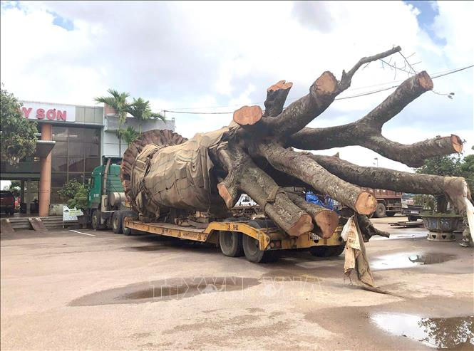 Bình Định tạm giữ xe đầu kéo chở cây 
