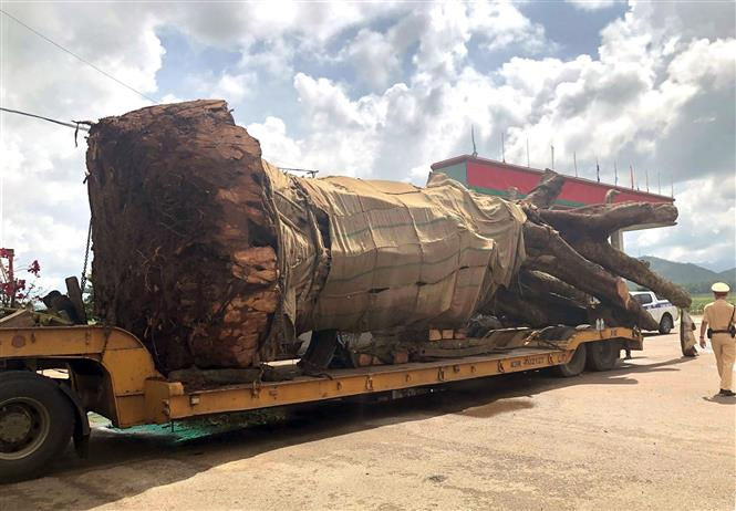 Bình Định tạm giữ xe đầu kéo chở cây 